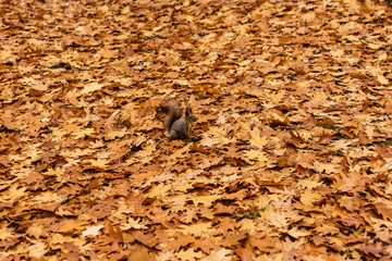 Curious grey squirrel on orange oak foliage carpet