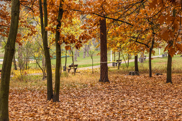 Autumn park colorful oak foliage carpet