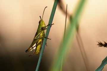 Large marsh grasshopper on summer morning meadow, Danubian wetland, Slovakia, Europe 