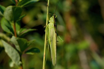 Sickle bearly bush-cricket in green meadow grass, Danubian wetland, Slovakia, Europe