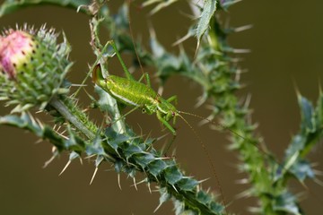 Bush-cricket on wild thistle in Danubian wetland, Slovakia, Europe