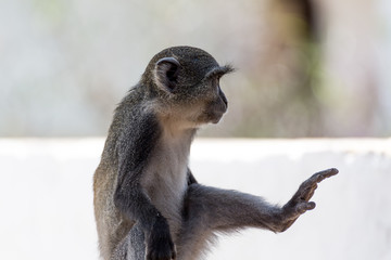 Meerkatzen Affen mit einem Bein gestreckt, seitenansicht