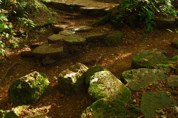 stream in the forest