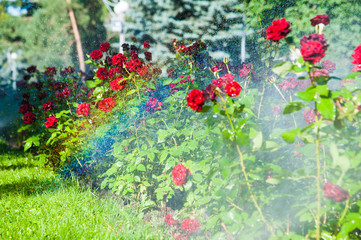 Obraz premium Watering lawn and rose flowers in the morning in park