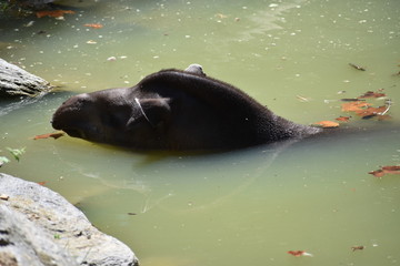 Fototapeta premium Beauval