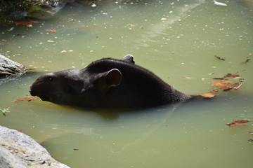 Fototapeta premium Beauval