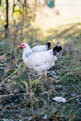 Village chicken in the backyard of country house