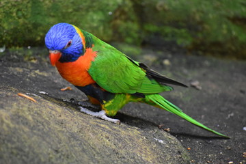 Beauval
