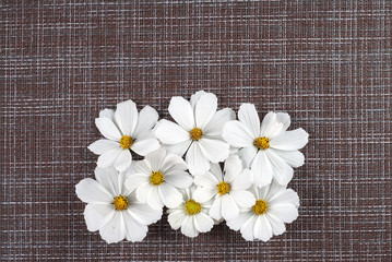 white flowers, cosmea, flowers on a dark background flatlay