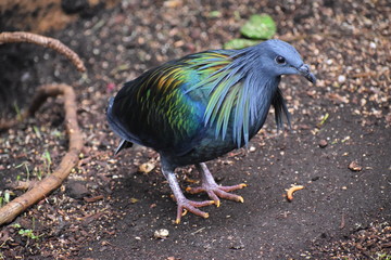Beauval