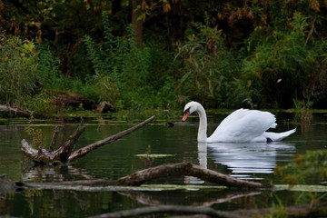 Amazing white swan in Danubian swamp, Slovakia, Europe