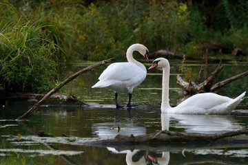 Amazing white swan in Danubian swamp, Slovakia, Europe