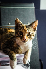 Kitten