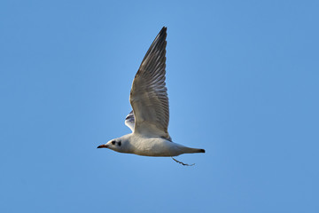 Bird - a young steppe seygul (Larus chachinnans) in flight against a blue sky. Close-up.