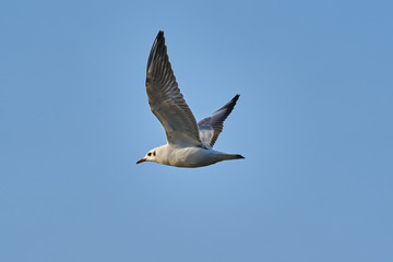 Bird - a young steppe seygul (Larus chachinnans) in flight against a blue sky. Close-up.