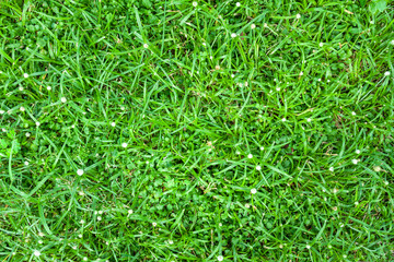 grass seamless texture. Seamless in only horizontal dimension.