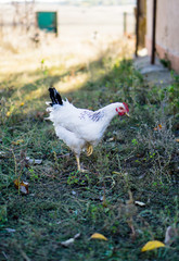 Village chicken in the backyard of country house