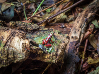 Red rainforest frog in its natural environment