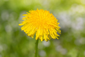 Yellow dandelion flower close-up. Bright sunny dandelion flower from the Asteraceae family against the background of a green meadow. Wild wildflower in nature blossom in the field