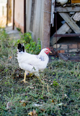 Village chicken in the backyard of country house