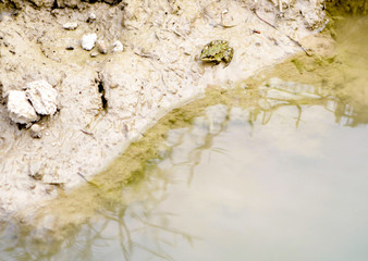 The frog imperceptibly sits by the river on the bank