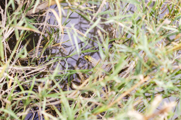 The frog quietly lurks in the water