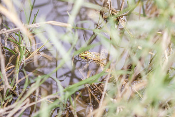 The frog quietly lurks in the water