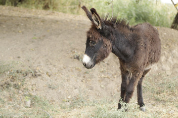 Funny little dark donkey in the village