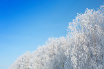 willow tree in frost  closeup on background of blue sky