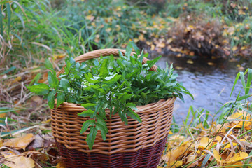 Collecting watercress by the river.It is aquatic perennial plant native to Europe and Asia, and one...