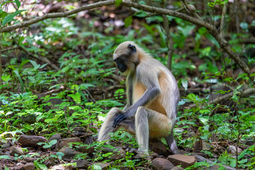 The vervet monkey in bush in the dark tropical forest in the Sanjay Gandhi National Park Mumbai Maharashtra India.