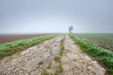 Moody foggy autumn landscape with agricultural fields and a decaying overgrown path leading into the white fog to a single bare tree. Seen in Germany, Bavaria / Franconia near Oedenberg in October.