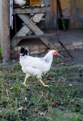 Village chicken in the backyard of country house