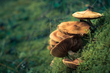 wild poisonous toadstools grow in lush green moss with a soft background. Beautiful artistic layout...