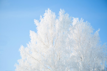 Obraz na płótnie Canvas Winter framework. White frozen trees and blue sky.