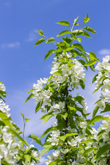 Blossom apple tree, farm rural flowering orchard, white flowers on an apple tree branch, green leaves blue sky, vertical