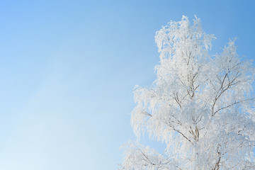Landscape photo of a trees covered in fresh snow