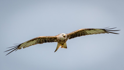 Red kites