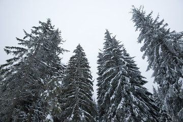 Beautiful tall slender fir trees grow on the hill