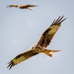 Red kites