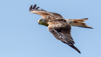 Red kites