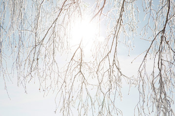 Birch forest in winter