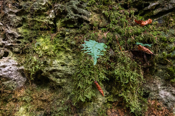 Farne wachsen auf den bemoosten Felsblöcken im Wald