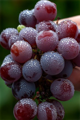 branch of grapes and water drops - creative background with nature autumn motives