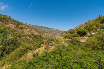 dense and green vegetation in the Poqueira river
