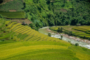 beautiful view of rice terrace in Mu Cang Chai, Vietnam, farmer implant on high mountain. soft focus.