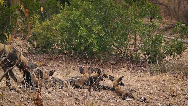 African wild dog mother feeding her cubs in Kruger National park, South Africa ; Specie Lycaon pictus family of Canidae