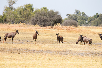 Naklejka na ściany i meble Group of tessebees grazing on the African savannah in Botswana. Damiliscus Antelope, Tessebee, Red hartebeest easy prey for poaching and hunting for long horns. Hunting trophy