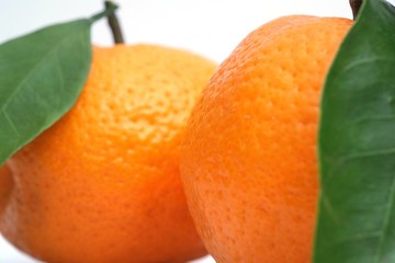 Mandarins with fresh green sprig isolated on white background