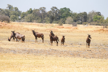 Fototapeta na wymiar Group of tessebees grazing on the African savannah in Botswana. Damiliscus Antelope, Tessebee, Red hartebeest easy prey for poaching and hunting for long horns. Hunting trophy